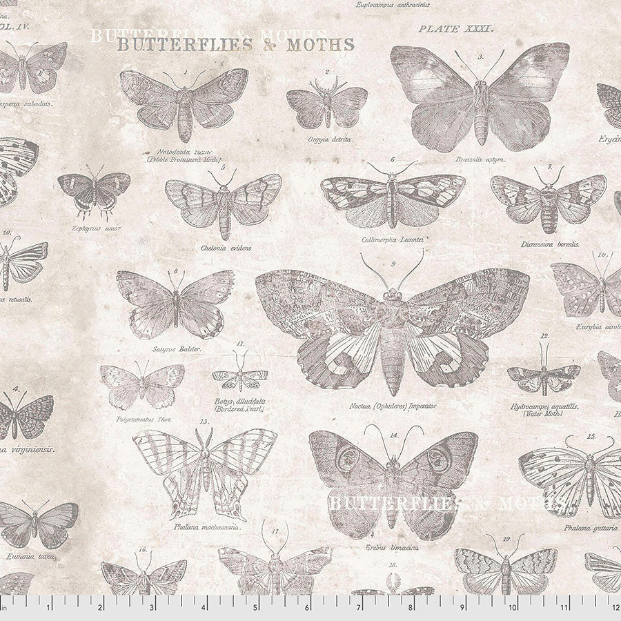 Butterflies - Parchment • Tim Holtz